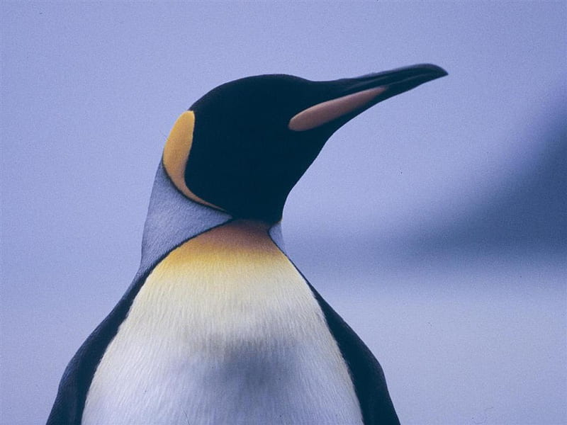IM THE KING OF ALL THE PENGUINS, penguins, the king, HD wallpaper