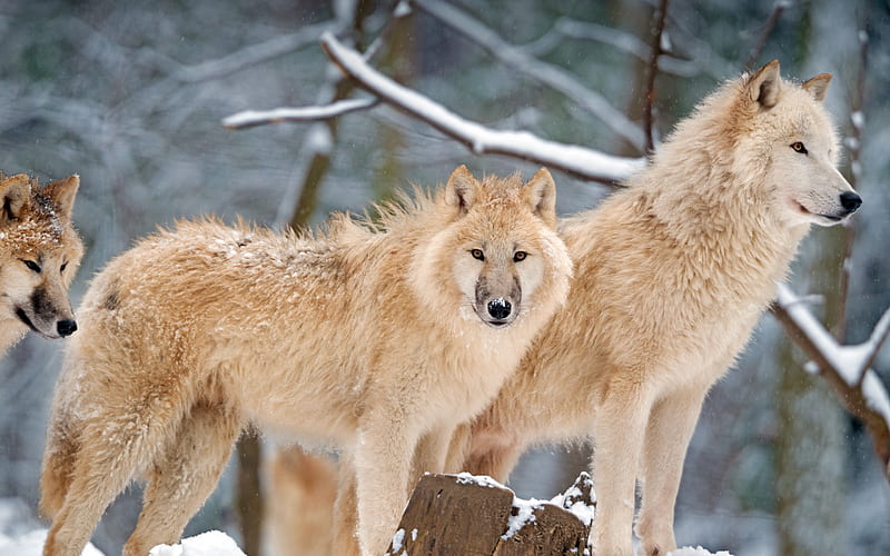 Arctic Wolf Canada 2021 Animals, HD wallpaper