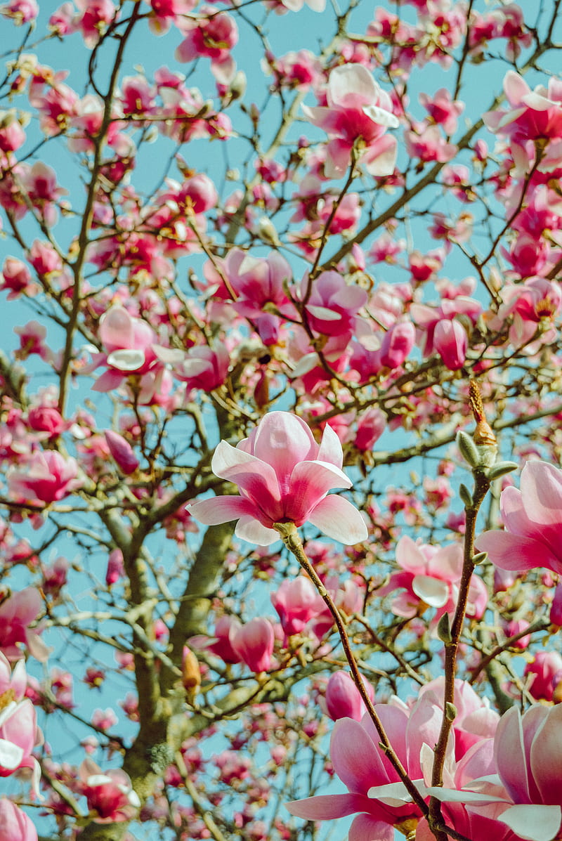 magnolia, flowers, pink, tree, bloom, HD phone wallpaper