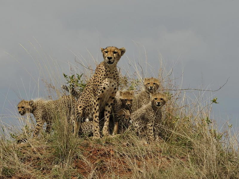 CHEETAHS IN MASAI MARA,KEYNA, family, feline, cheetahs, wild, wildlife, keyna, africa, HD wallpaper