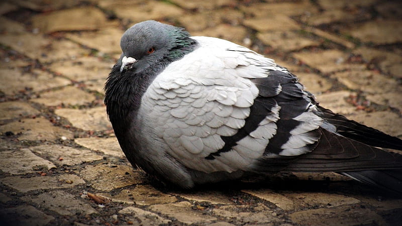 Fat Pigeon, pigeon, sitting, fat, feathers, HD wallpaper