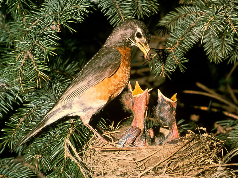 Robin with Chicks, tree, young, bird, nest, worm, feed, babies, branches, HD wallpaper