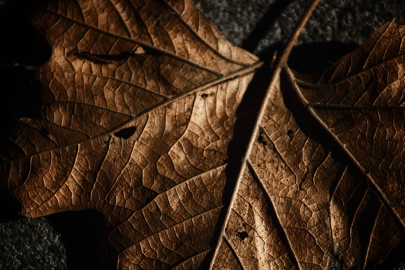 brown dried leaf in close up graphy, HD wallpaper