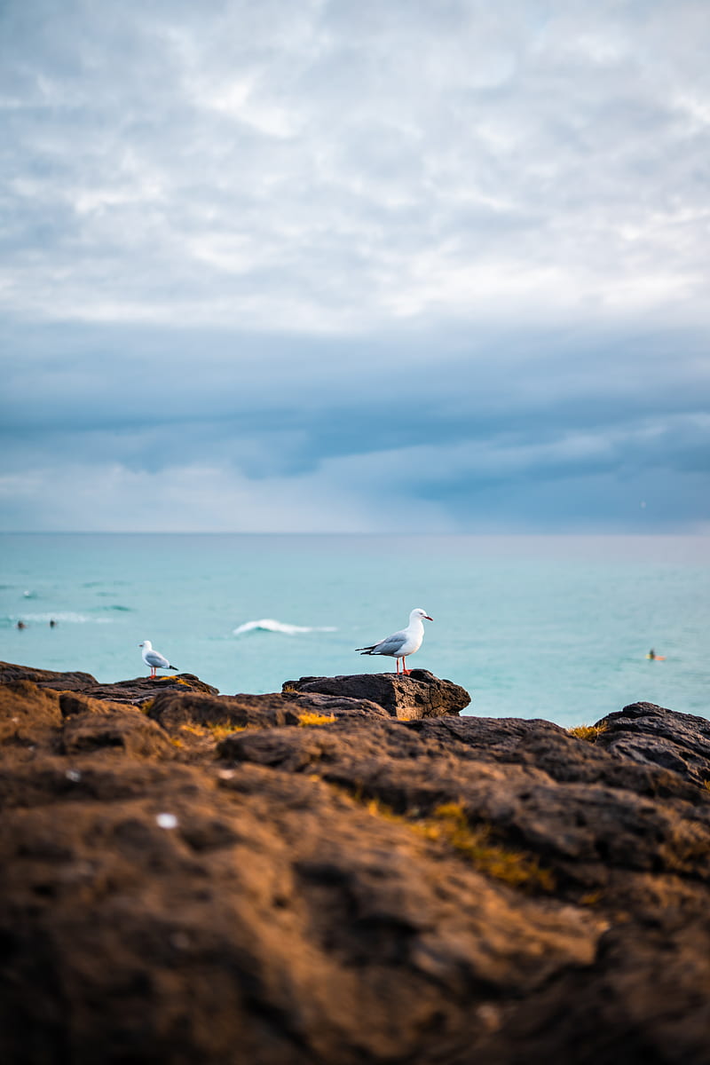 seagulls, birds, rocks, sea, HD phone wallpaper