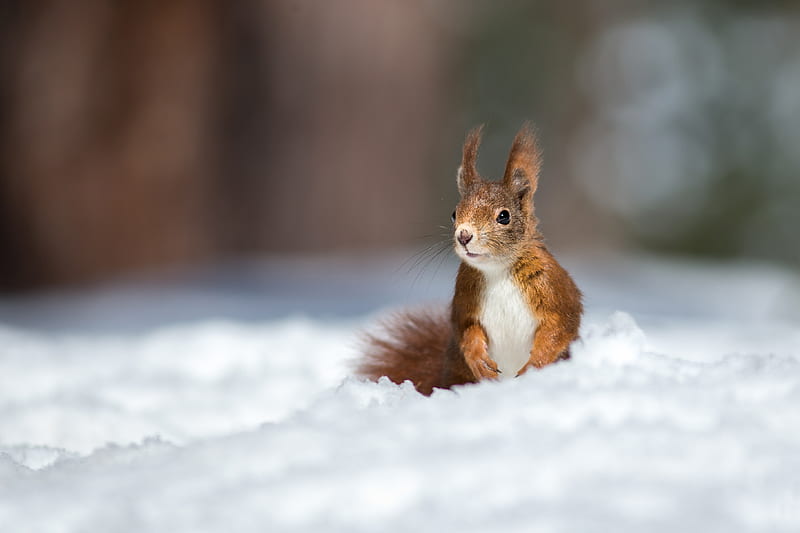 Ardilla, iarna, invierno, lindo, veverita, nieve, animal, Fondo de pantalla HD | Peakpx Ardilla, iarna, invierno, lindo, veverita, nieve, animal, Fondo de pantalla HD | Peakpx