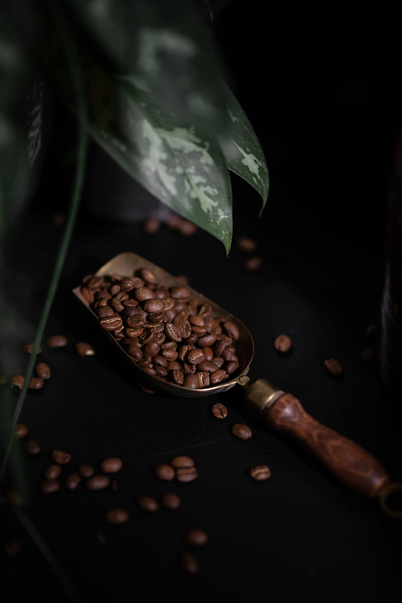 coffee, coffee beans, plant, dark, HD phone wallpaper