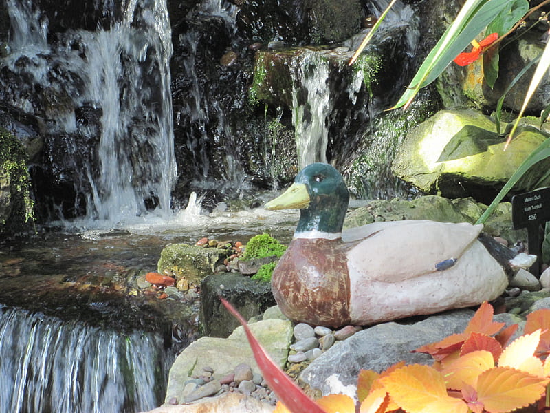 Duck on waterfalls, Waterfalls, graphy, Flamingo lily, green, Duck, garden, HD wallpaper