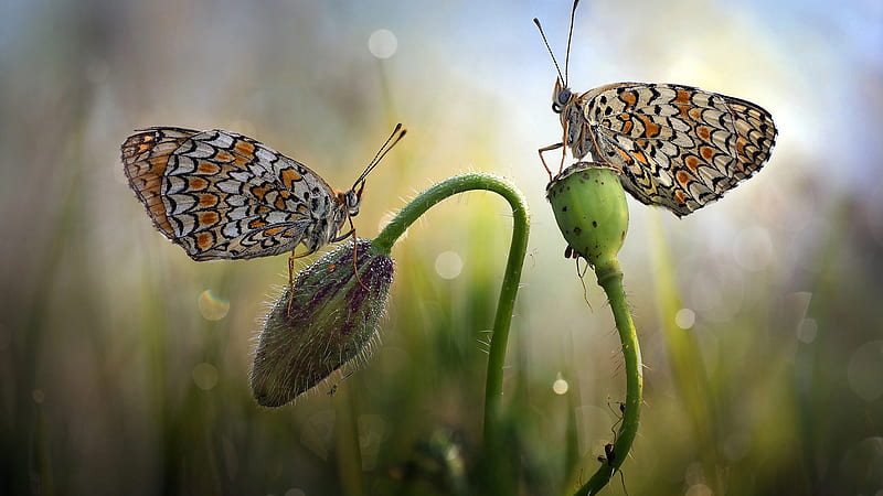 Two Butterflies With Brown White And Black Color Birds, HD wallpaper