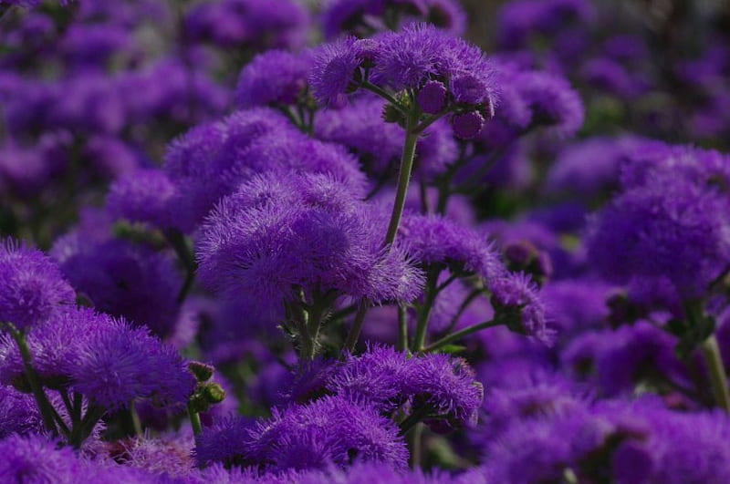 Flores azules florecen, florecen, flores, naturaleza, violeta, azul, Fondo  de pantalla HD | Peakpx