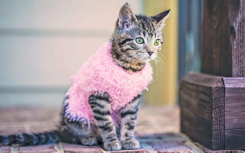 kitty, glamorous kitty, pink vest, HD wallpaper