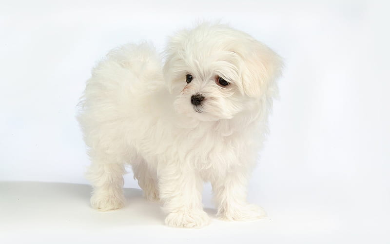 White maltese dog, maltese, animal, puppy, dog, HD wallpaper