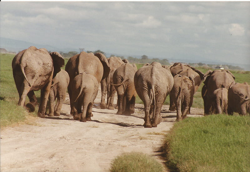 The End !, kenya, Tsavo East and West National Parks, Amboseli National Park, elephant, brushland, searching, HD wallpaper