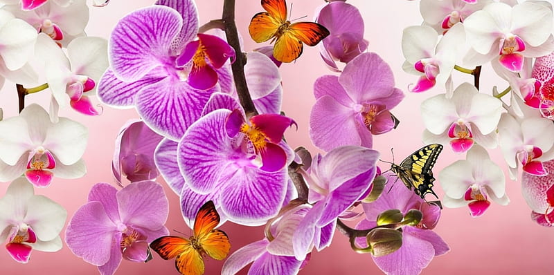Orchids and Butterflies!, flower, nature, orchids, butterfly, HD wallpaper