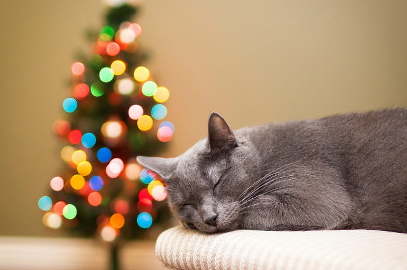 Adorable Cat, christmas tree, christmas, kitty, cat, xmas, bokeh, merry christmas, magic christmas, kitten, cats, HD wallpaper