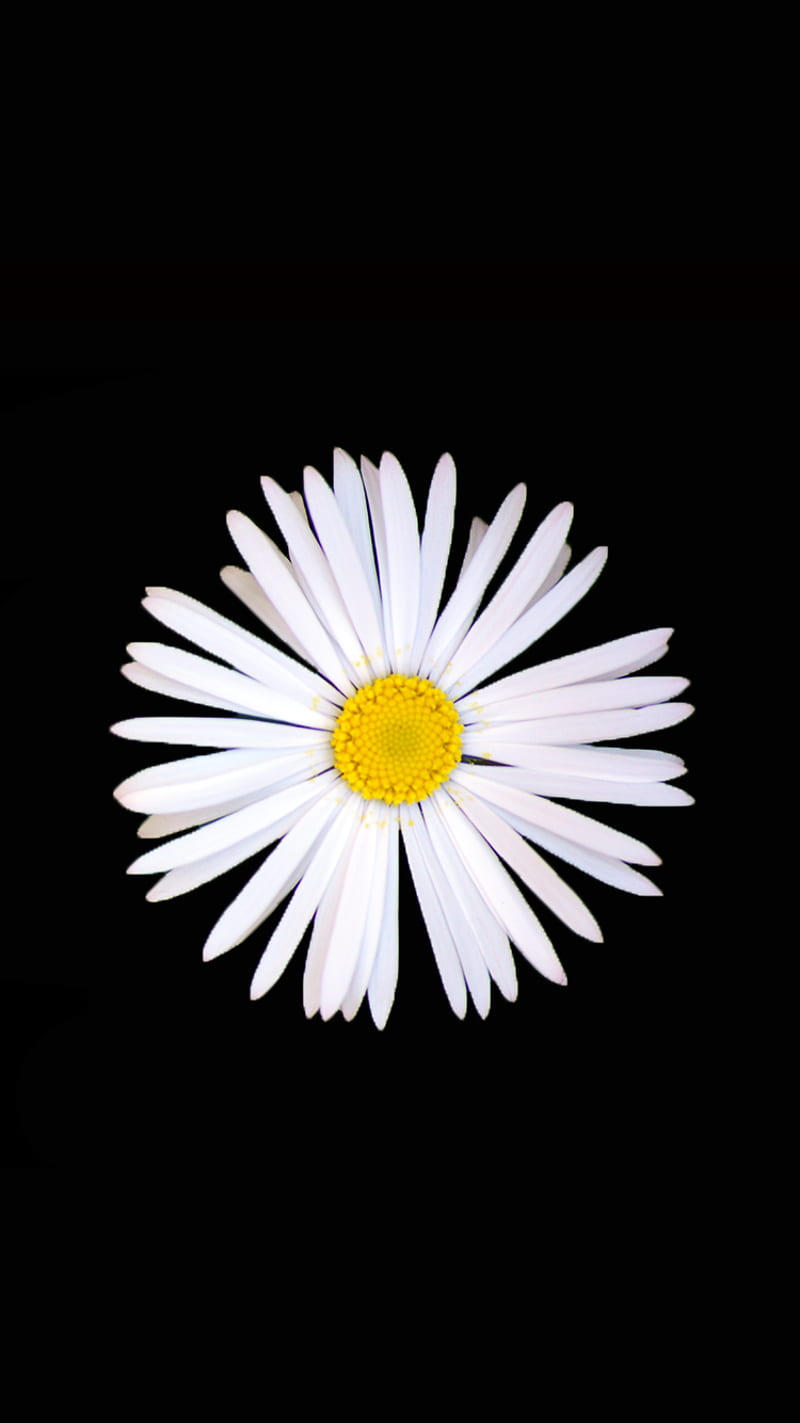 Daisy, black, flower, white, HD phone wallpaper