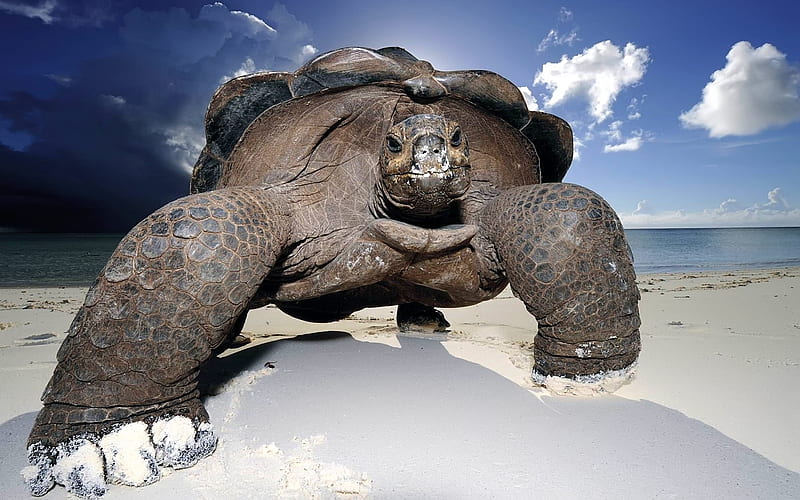 turtle, beach, sand, animal, HD wallpaper