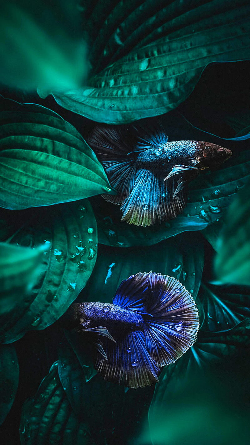 Fish, green, leaves, nature, HD phone wallpaper