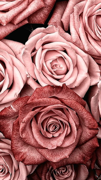 Pink rose, pink, nature, flowes, flower, rose, HD phone wallpaper