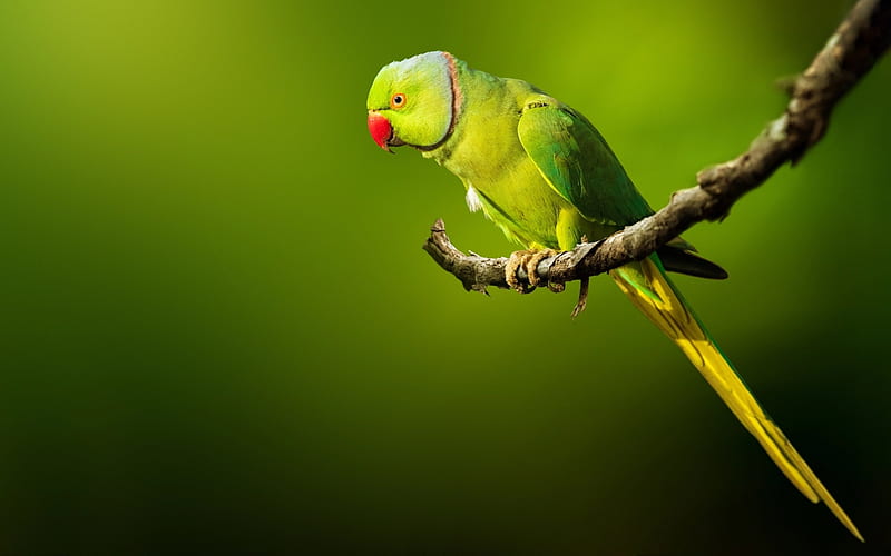 Rose-Ringed Parakeet, bokeh, wildlife, exotic birds, parrots, green birds, Psittacula krameri, parrot on branch, HD wallpaper