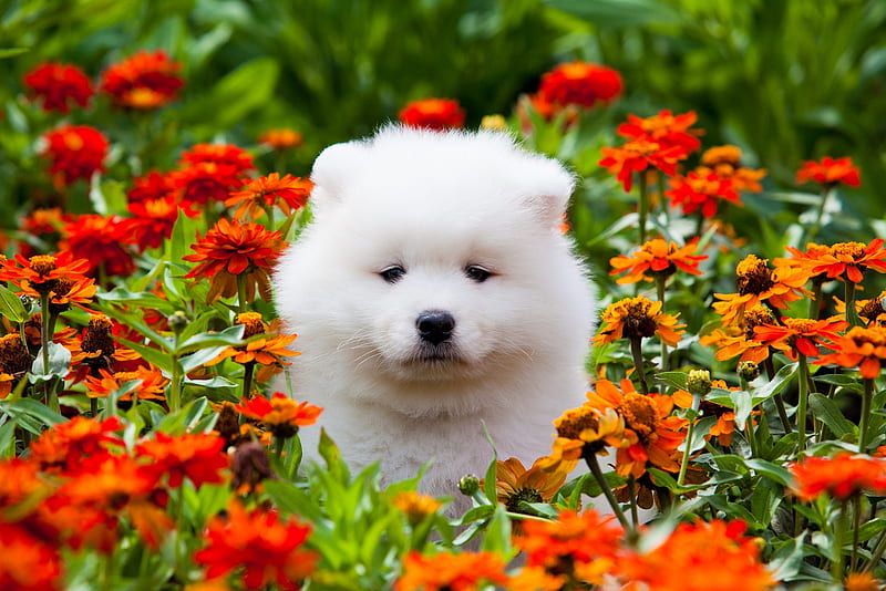 Dogs, Samoyed, Baby Animal, Dog, Flower, Marigold, Orange Flower, Pet, Puppy, HD wallpaper