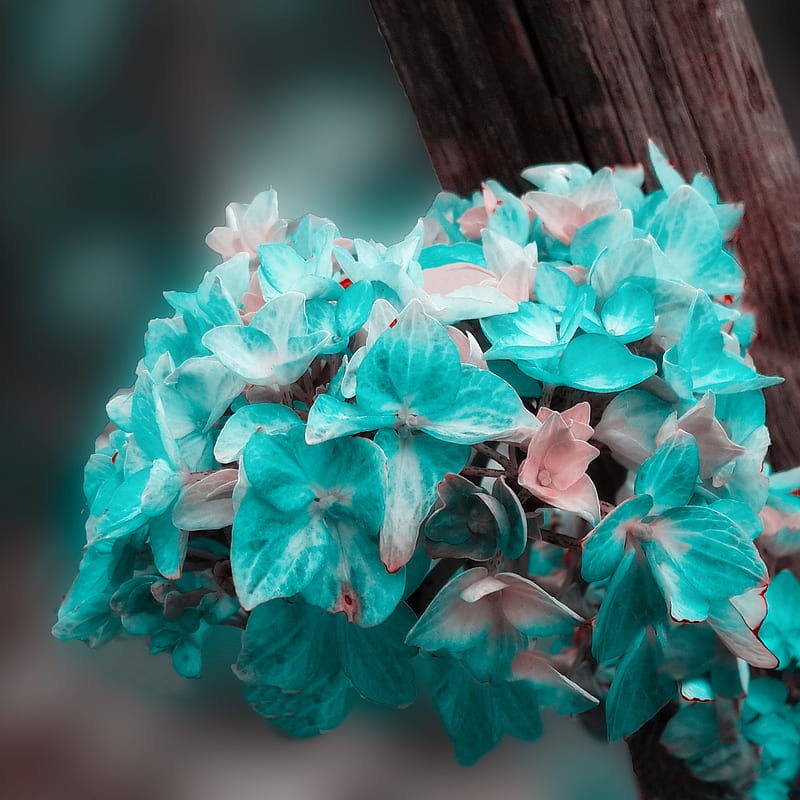 Flower on turquoise, bonito, flora, love, natural, nature, plant, wood, HD phone wallpaper