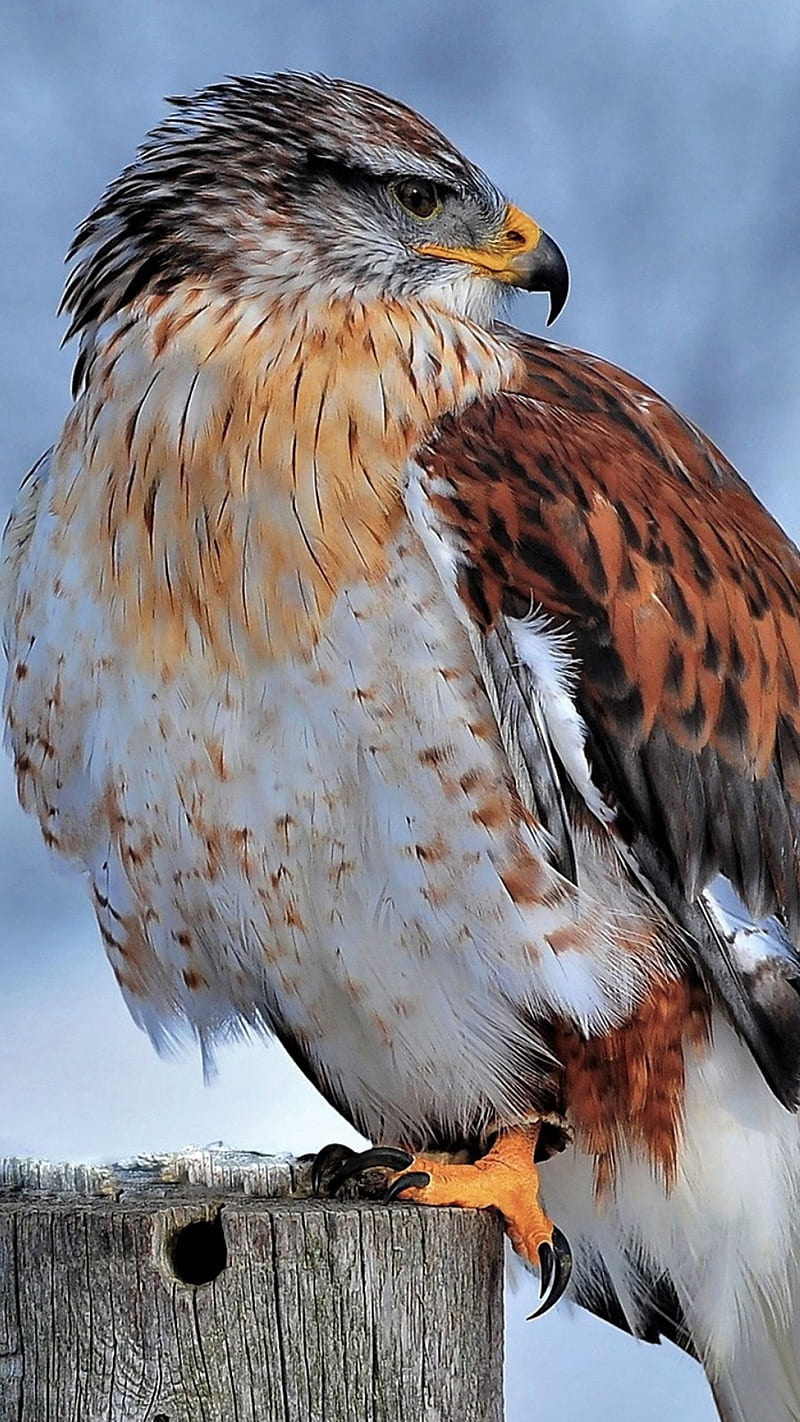 Hawk in snow , animal, sharp claws, hooked beak, HD phone wallpaper