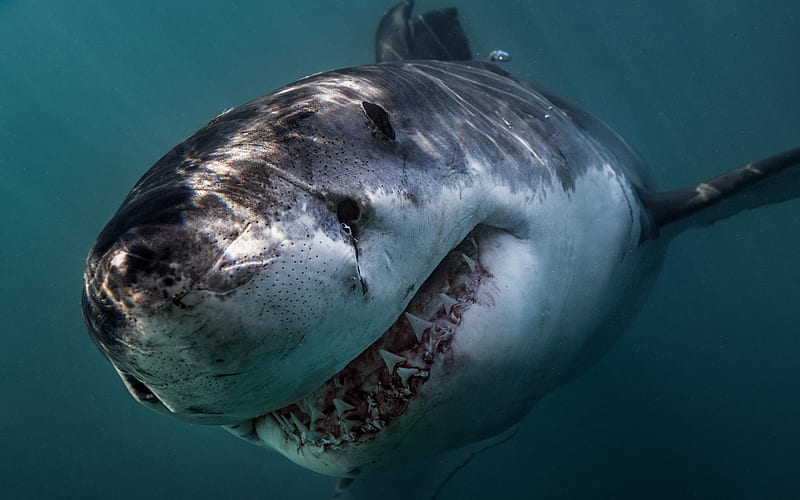 Great White Shark, teeth, very dangerous animals, sharks, predator, ocean, Carcharodon carcharias, HD wallpaper