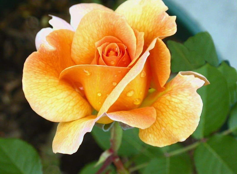 Yellow Rose, pretty, full bloom, water drops, HD wallpaper