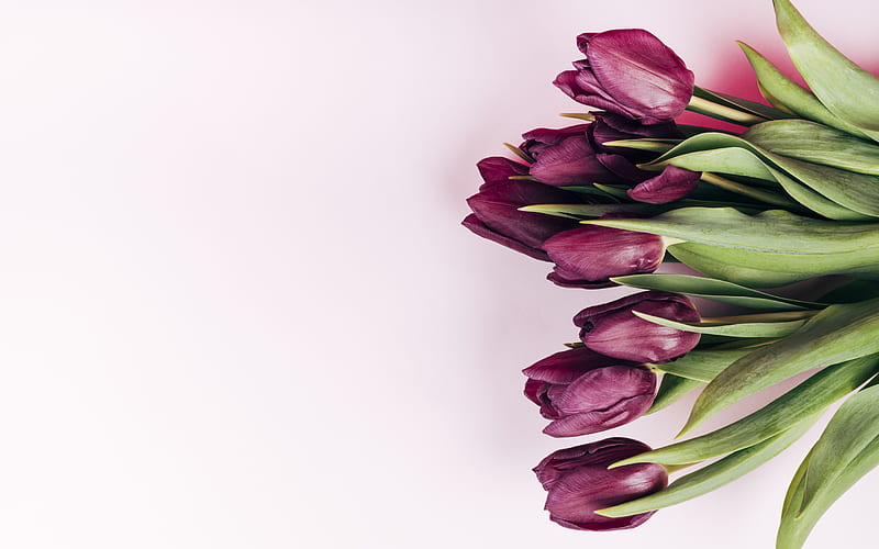 purple tulips, spring flowers, tulips on a pink background, beautiful flowers, tulips, HD wallpaper