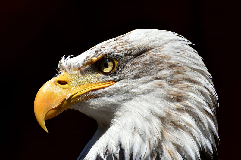 Bald Eagle Adler , bald-eagle, eagle, birds, HD wallpaper