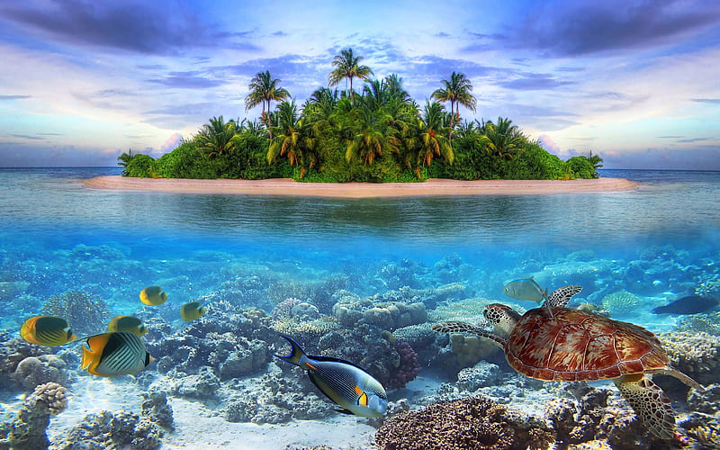 Maldives turtle, underwater, tropical island, wildlife, coral reef, fish, HD wallpaper