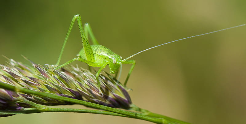 Grasshopper, greiere, insect, green, HD wallpaper | Peakpx