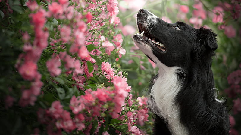 Black White Is Standing Near Pink Flowers Plant Looking Up Dog, HD wallpaper