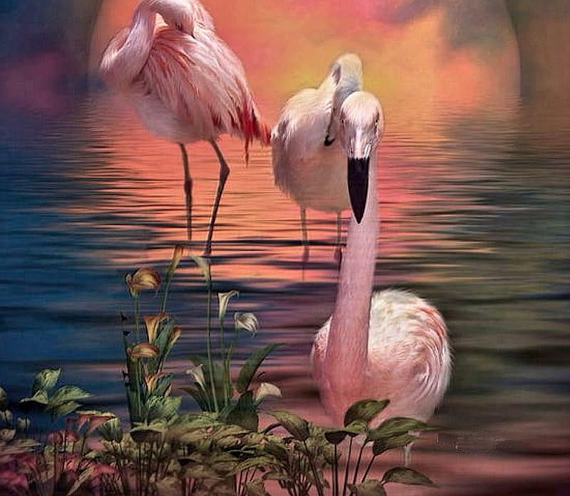 Pretty Flamingos, Animal, pretty, pink, Flamingo, HD wallpaper