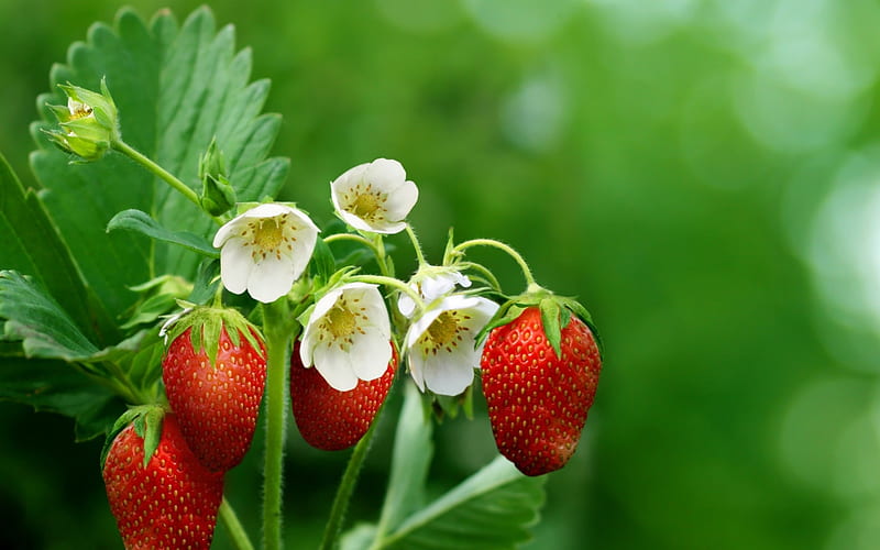 Strawberries Plant With Flowers, Red, Strawberries, Green, Abstract, White, graphy, Flowers, Plant, HD wallpaper
