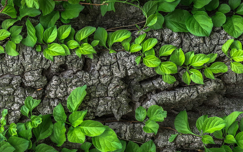 Leaf Macro, leaf, macro, nature, HD wallpaper