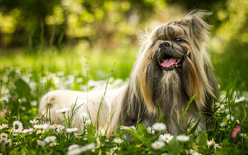 pekingese, fluffy dog, pets, green grass, chamomile, spring, breed of decorative dogs, HD wallpaper