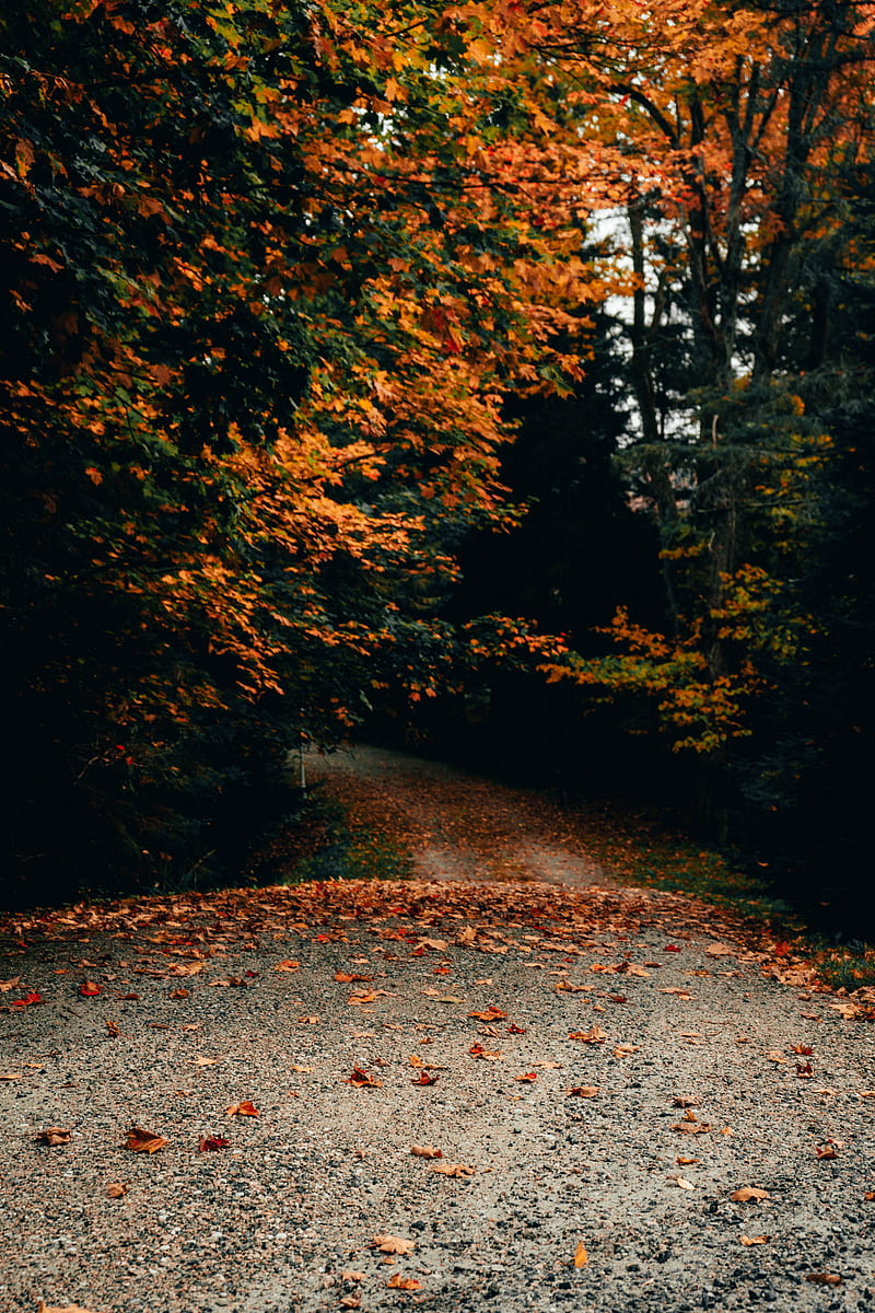 road, trees, autumn, fallen leaves, HD phone wallpaper