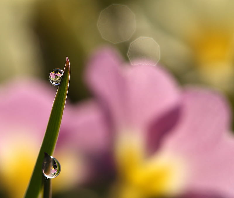 drops, water, grass, macro, focus, HD wallpaper