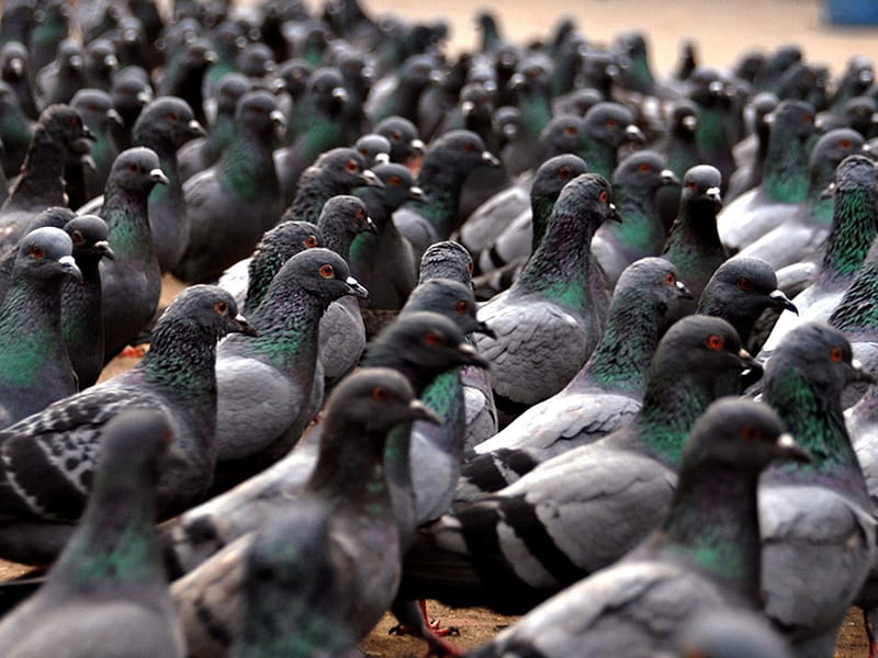 Flock Of Pigeons, cute, graphy, group, birds, pigeons, flock, animals, HD wallpaper