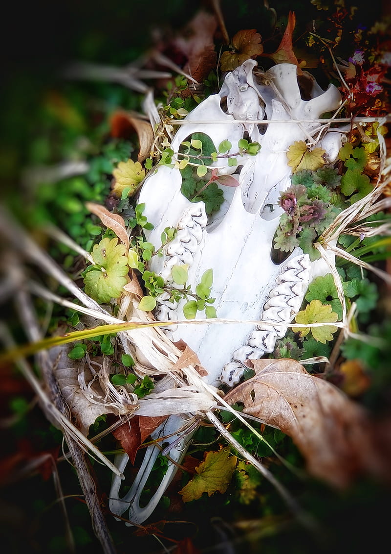 Skull of a deer, rural area, HD phone wallpaper