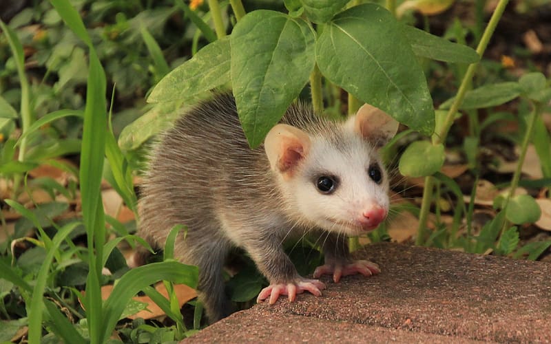 Animal Opossum HD wallpaper  Peakpx