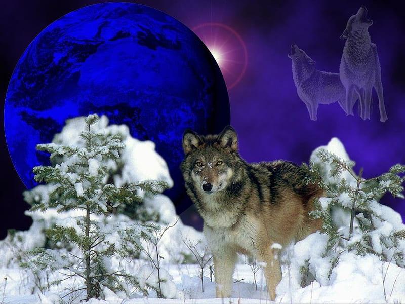 TO LOKI MY FRIEND, purple, sky snow, trees, wolves, blue, HD wallpaper