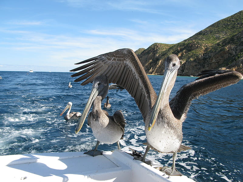 Pelicans want food, mexico, pelican, food, hungry, birds, HD wallpaper