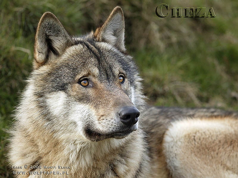 EUROPEAN WOLF, stare, wild wolf, alert, puppies, majestic wolf, grey wolf, wildlife, wolf, animals, dogs, HD wallpaper