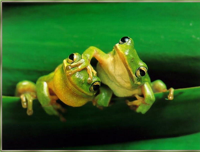 Green Frogs, frogs, cool, green, HD wallpaper