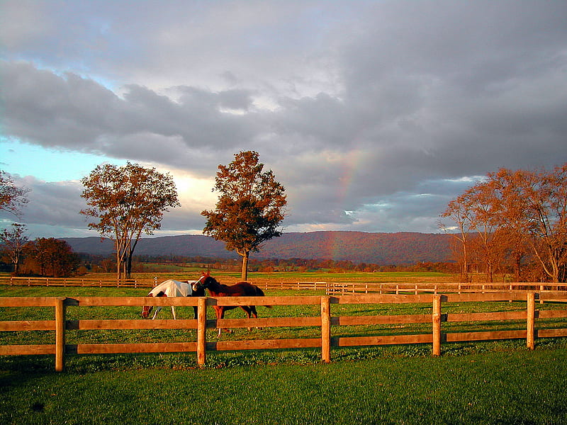 Sunset view, fence, nature, rainbow, morning, clouds, horses, HD wallpaper