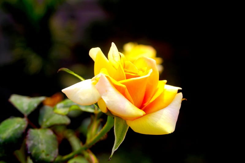 4K free download | YELLOW ROSE, NATURE, YELLOW, SPRING, ROSE, HD