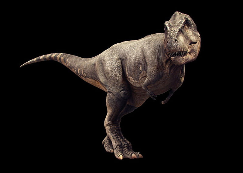 T-Rex, t, predator, dino, rex, HD wallpaper