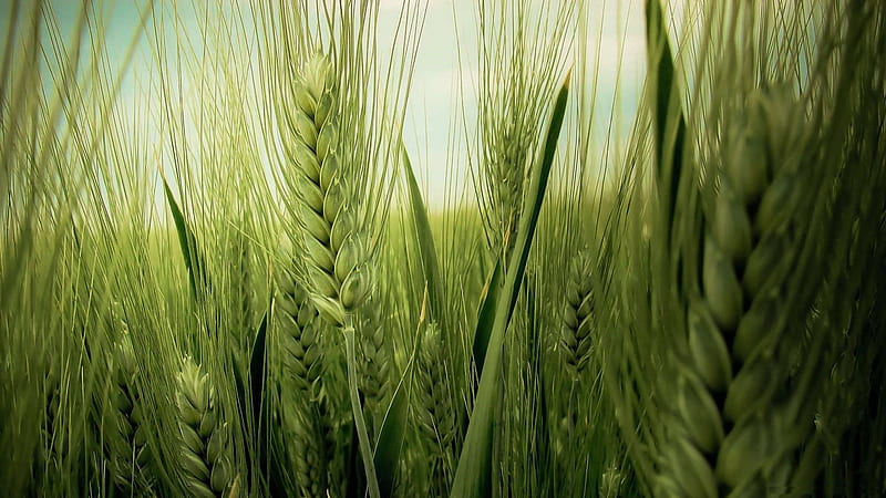 wheat, fields, awn, green, HD wallpaper